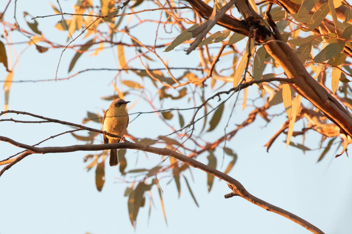 Grey-headed honeyeater (Ptilotula keartlandi)