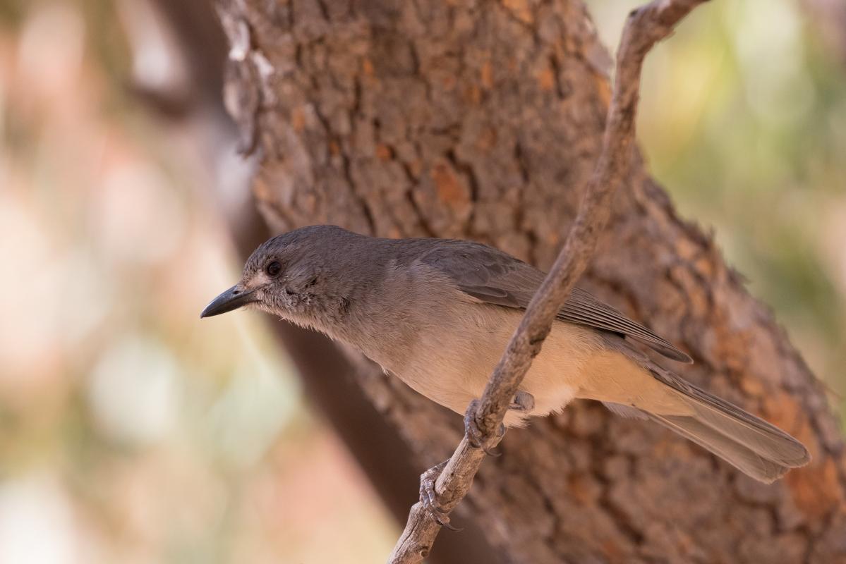 Grey Shrikethrush (Colluricincla harmonica)