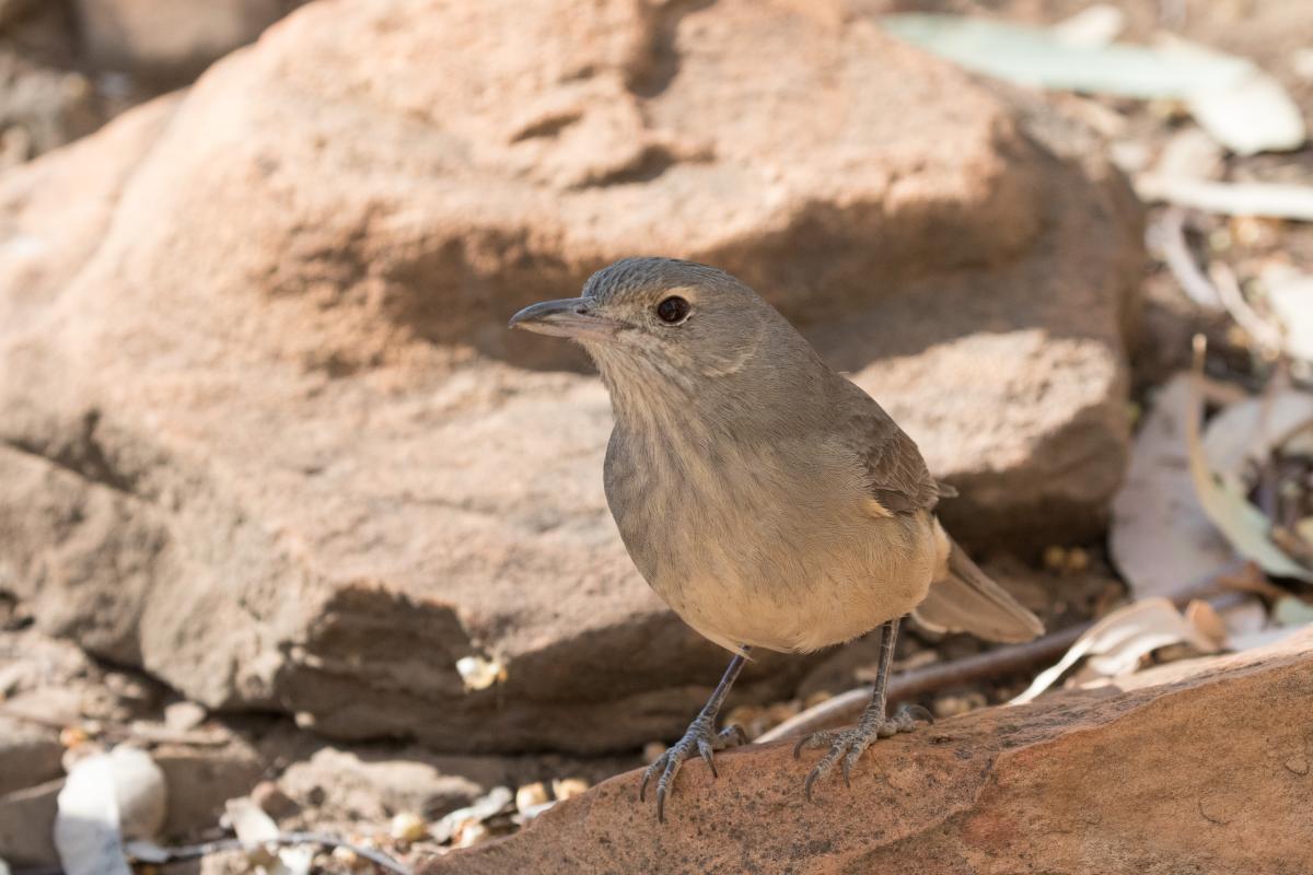 Grey Shrikethrush (Colluricincla harmonica)