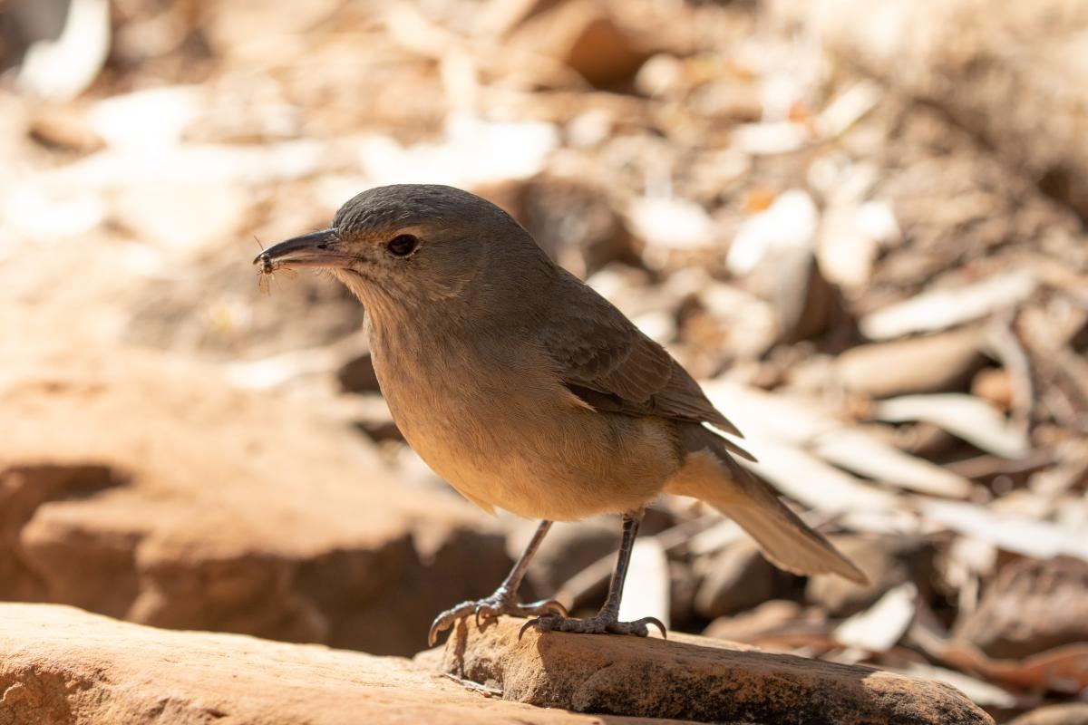 Grey Shrikethrush (Colluricincla harmonica)