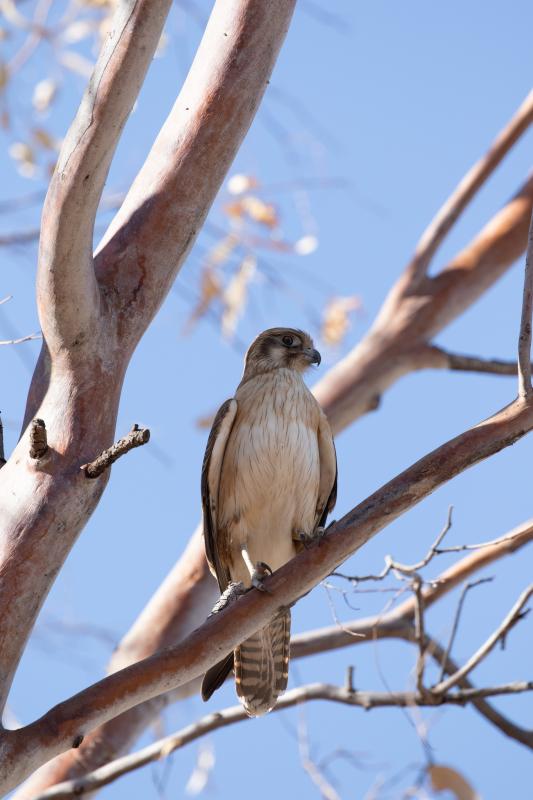 Nankeen Kestrel (Falco cenchroides)