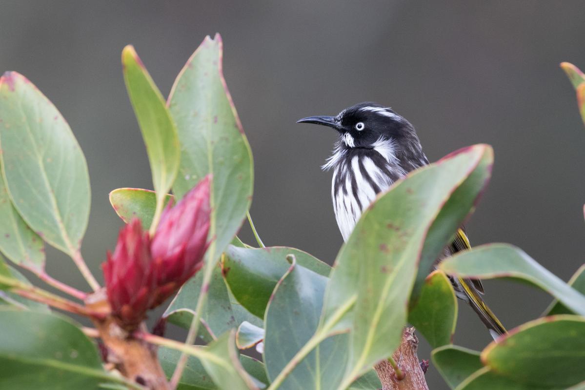 New Holland Honeyeater (Phylidonyris novaehollandiae)