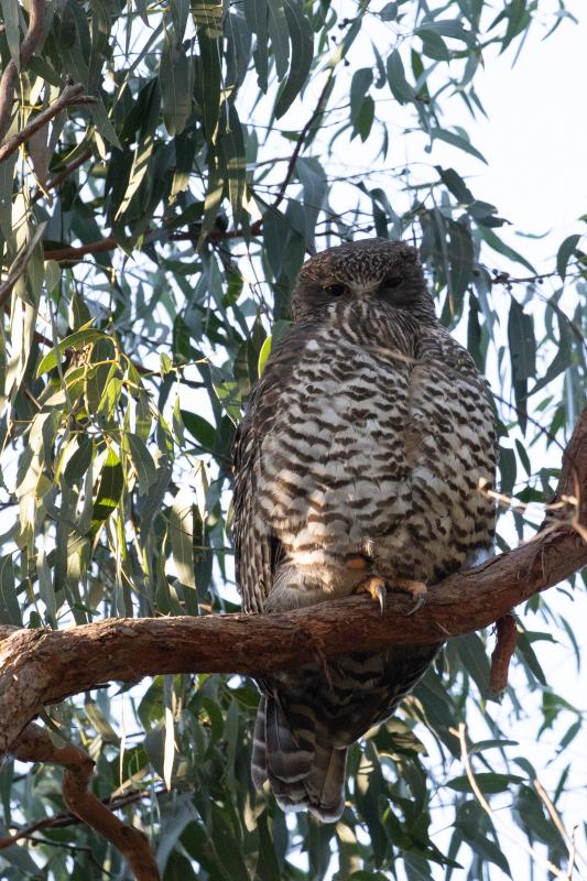 Powerful Owl (Ninox strenua)