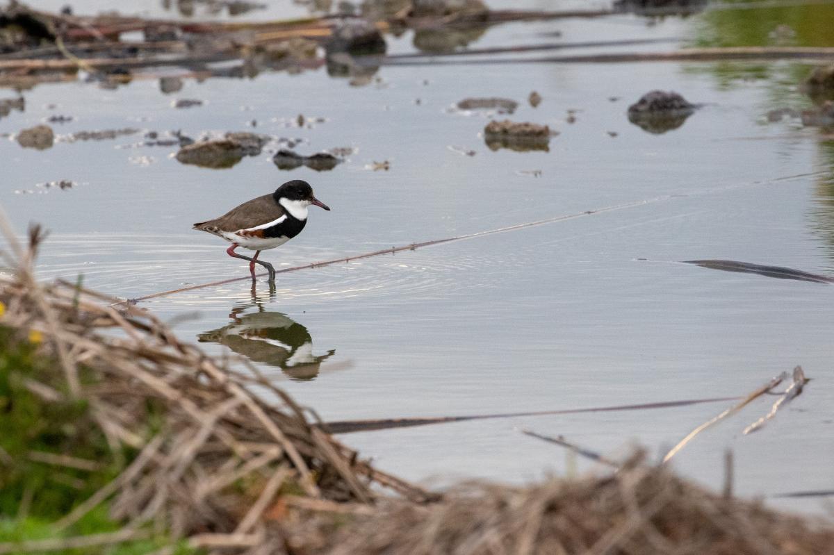 Red-kneed Dotterel (Erythrogonys cinctus)