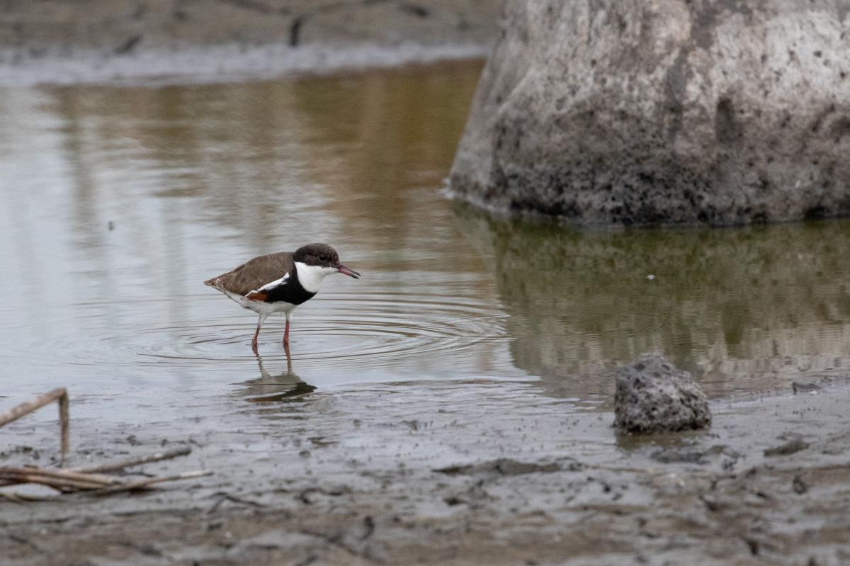 Red-kneed Dotterel (Erythrogonys cinctus)