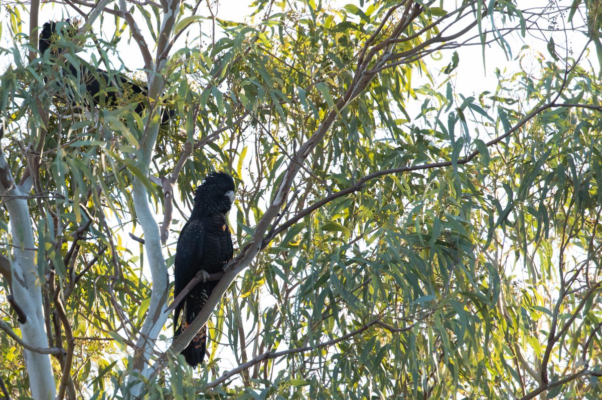 Red-tailed black cockatoo (Calyptorhynchus banksii)