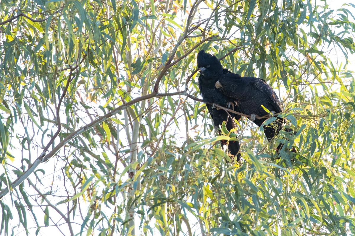 Red-tailed black cockatoo (Calyptorhynchus banksii)