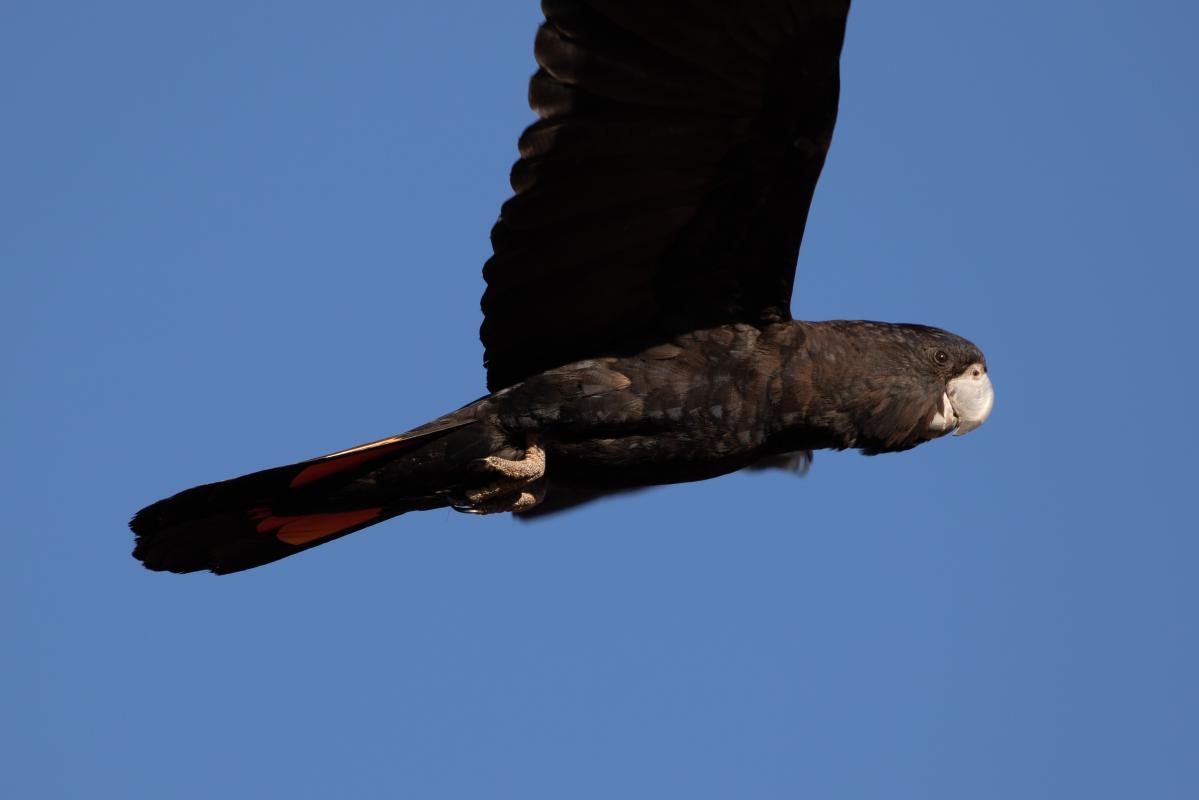 Red-tailed black cockatoo (Calyptorhynchus banksii)