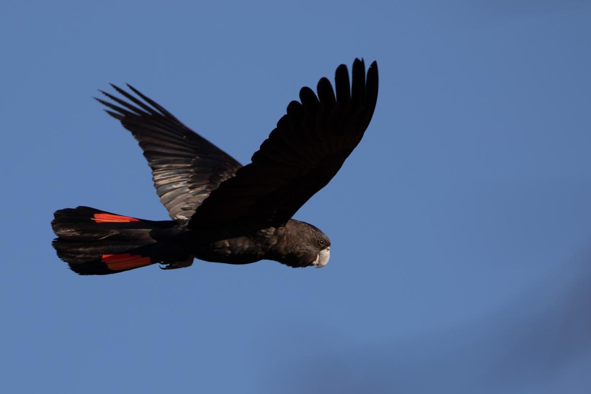 Red-tailed black cockatoo (Calyptorhynchus banksii)