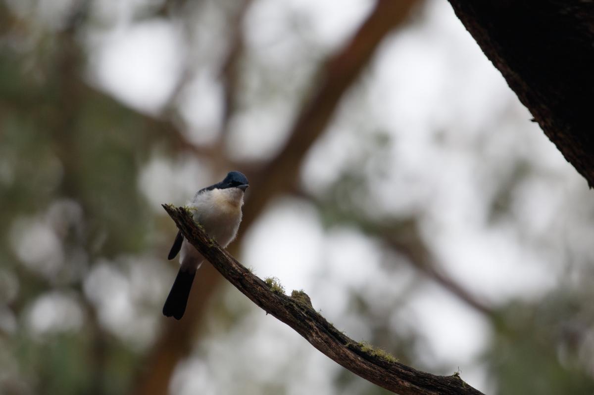 Restless flycatcher (Myiagra inquieta)