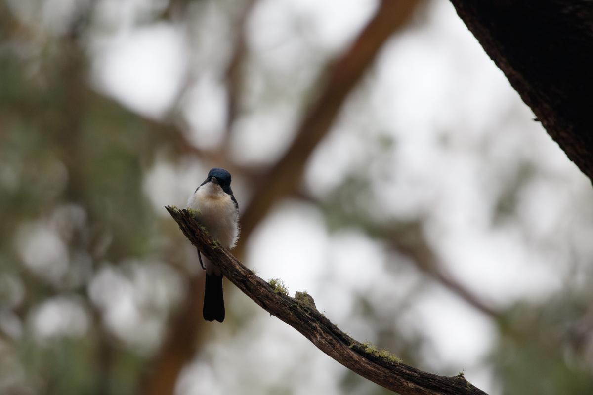 Restless flycatcher (Myiagra inquieta)