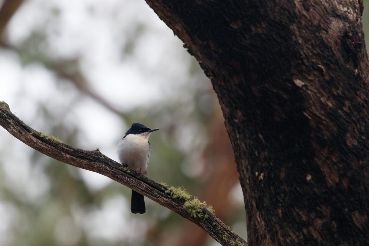 Restless flycatcher (Myiagra inquieta)