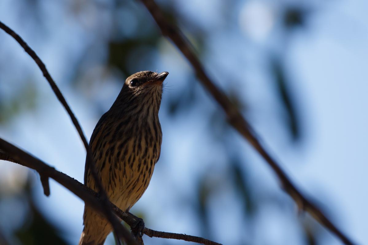 Rufous whistler (Pachycephala rufiventris)