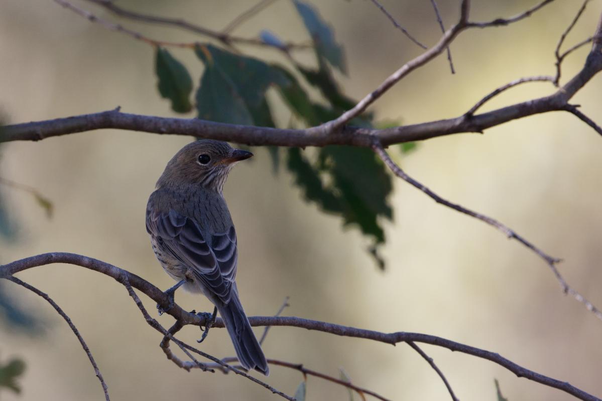 Rufous whistler (Pachycephala rufiventris)