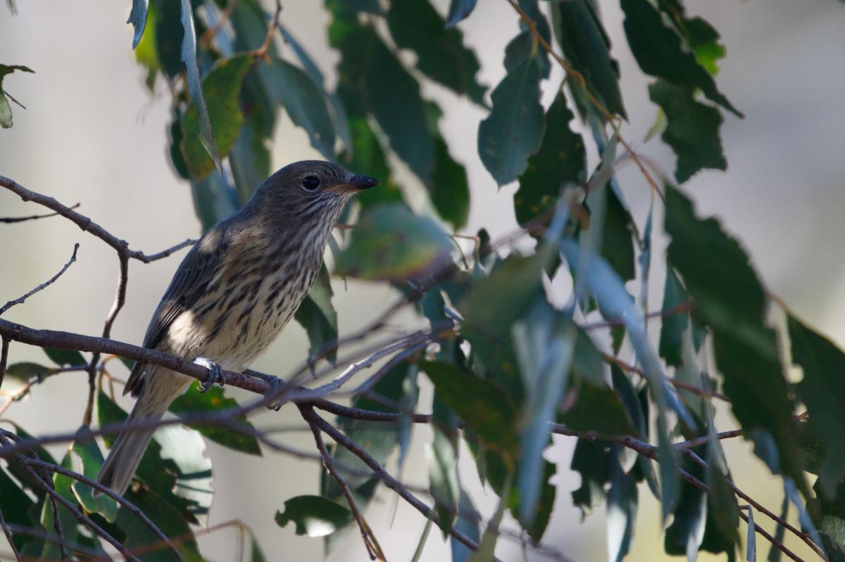 Rufous whistler (Pachycephala rufiventris)