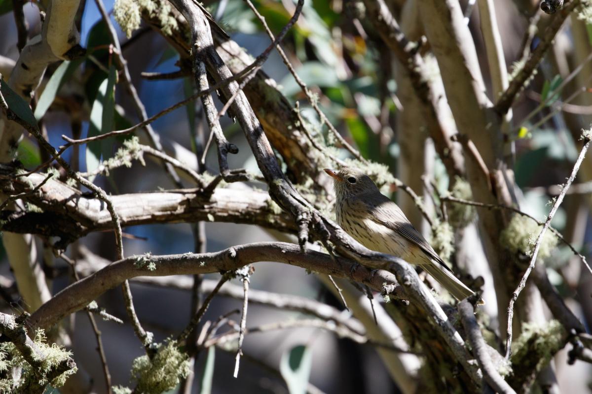 Rufous whistler (Pachycephala rufiventris)