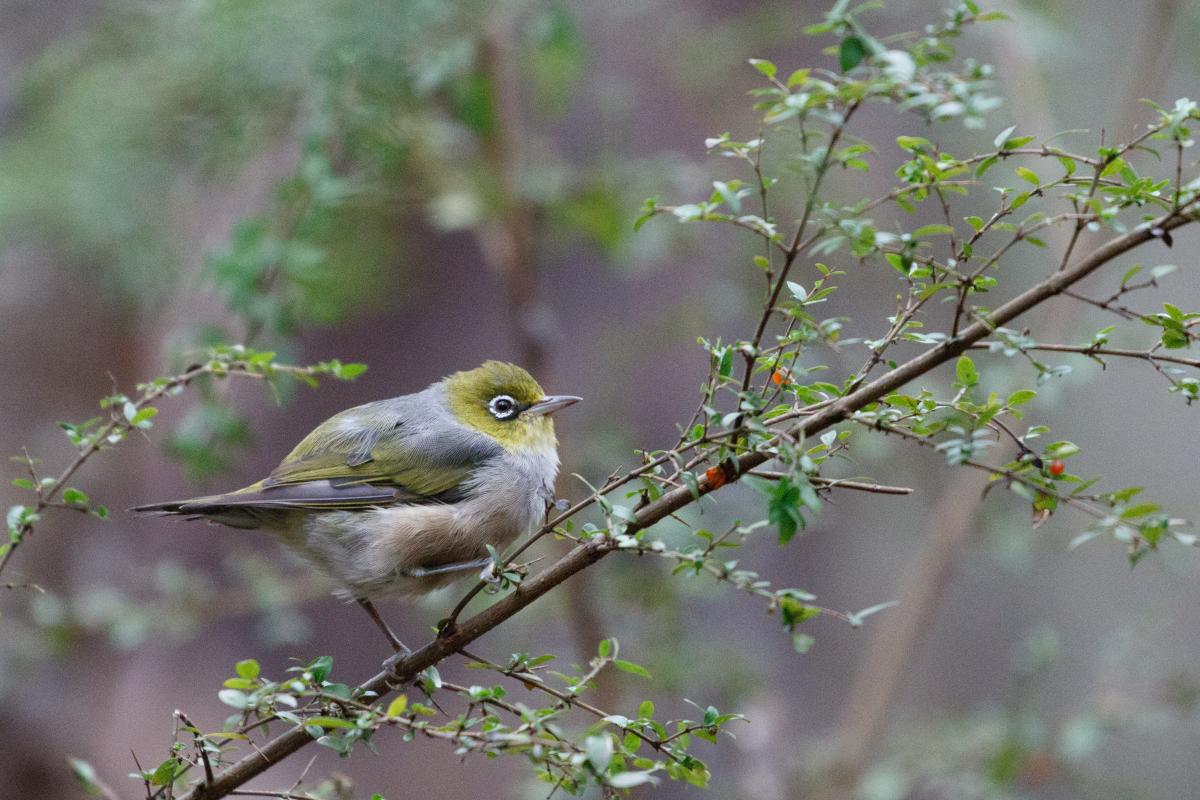 Silvereye (Zosterops lateralis)