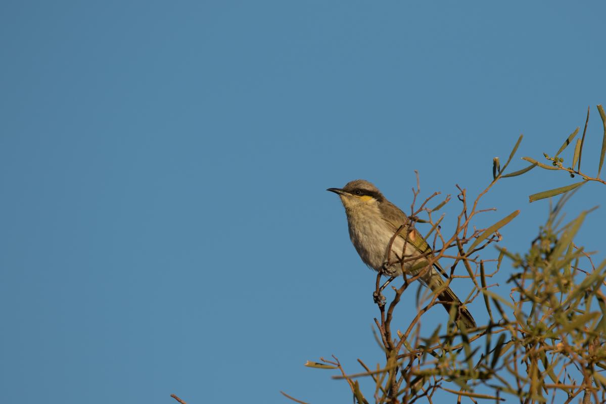 Singing Honeyeater (Lichenostomus virescens)