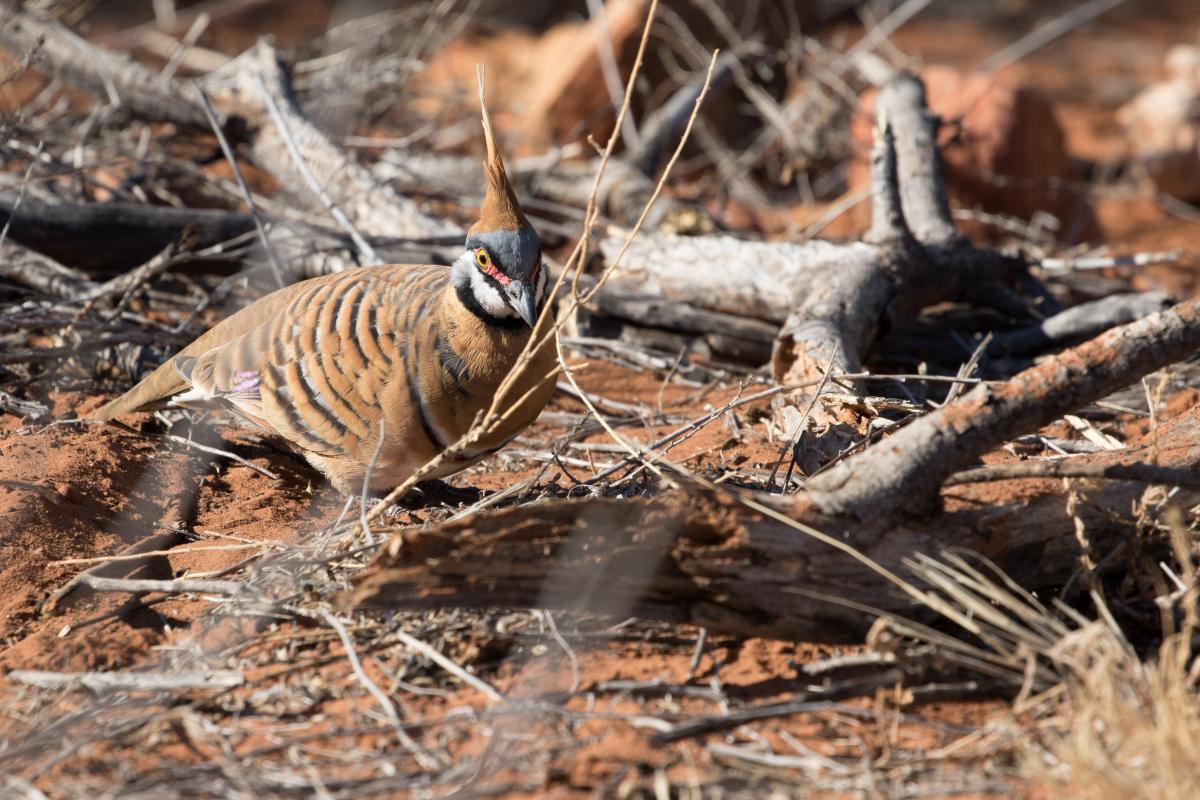 Spinifex pigeon (Geophaps plumifera)