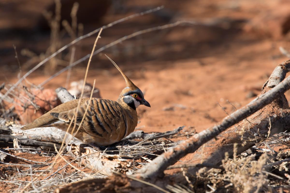 Spinifex pigeon (Geophaps plumifera)