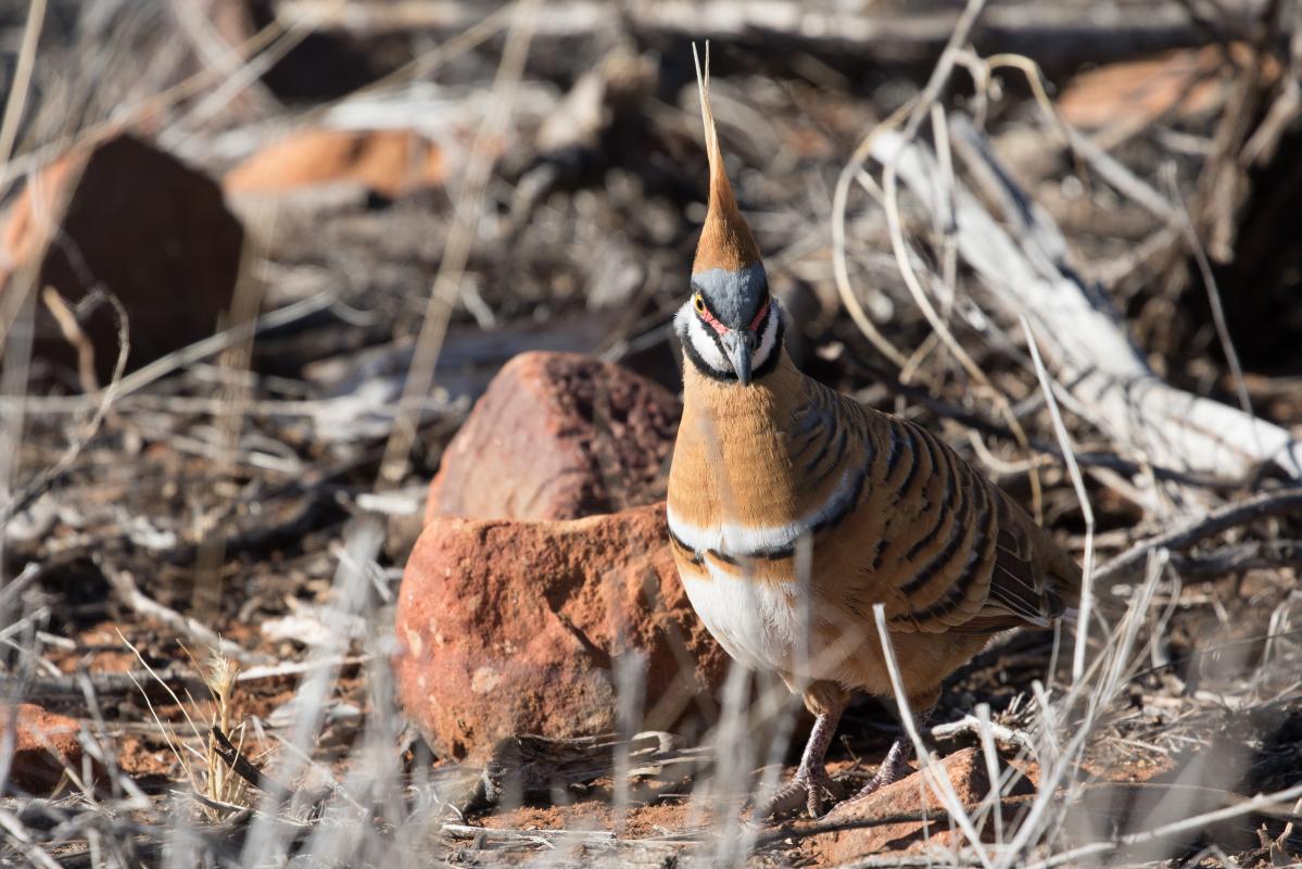 Spinifex pigeon (Geophaps plumifera)