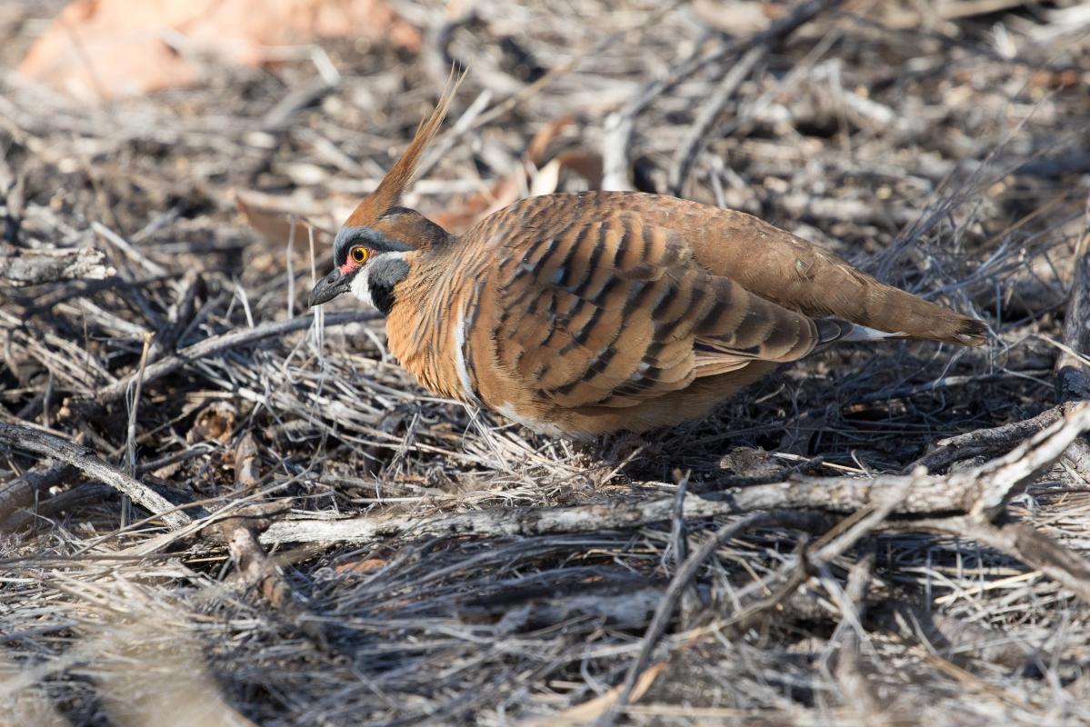 Spinifex pigeon (Geophaps plumifera)