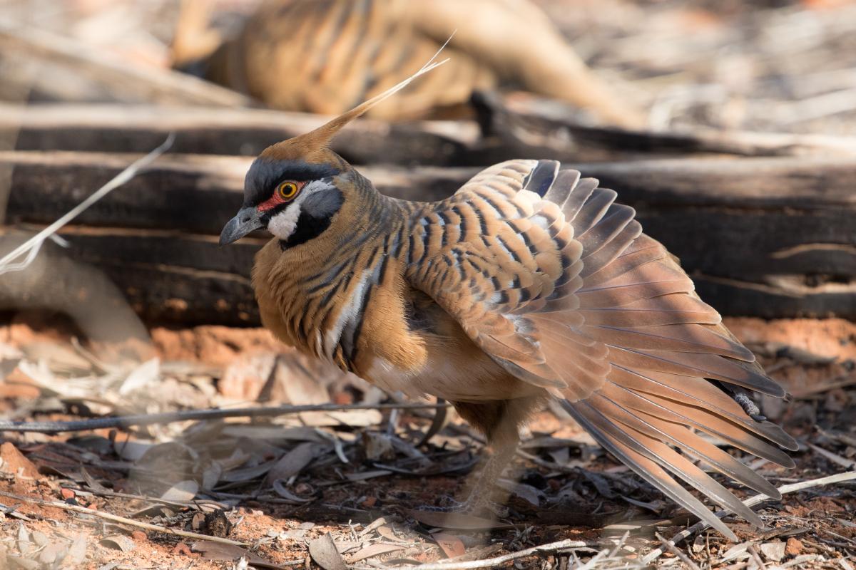 Spinifex pigeon (Geophaps plumifera)