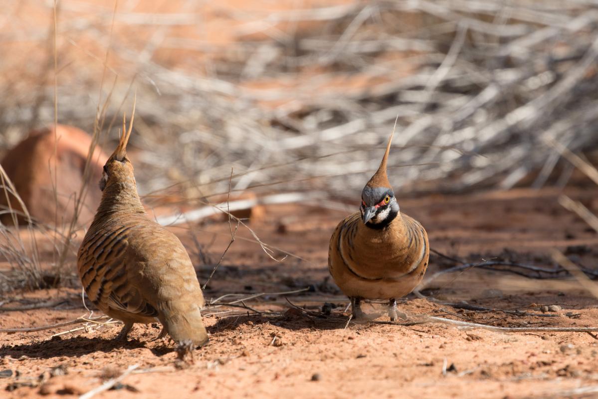 Spinifex pigeon (Geophaps plumifera)