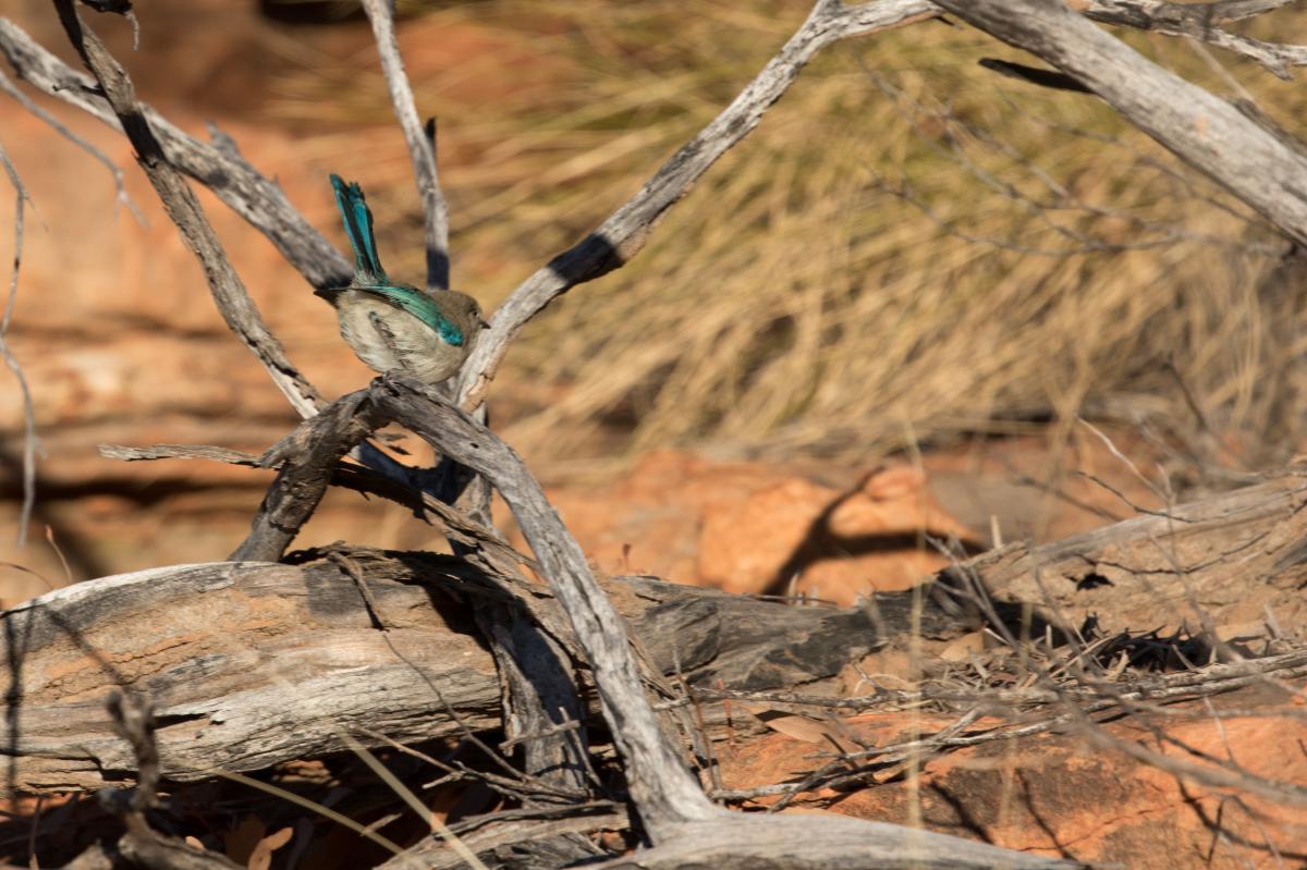 Splendid fairywren (Malurus splendens)