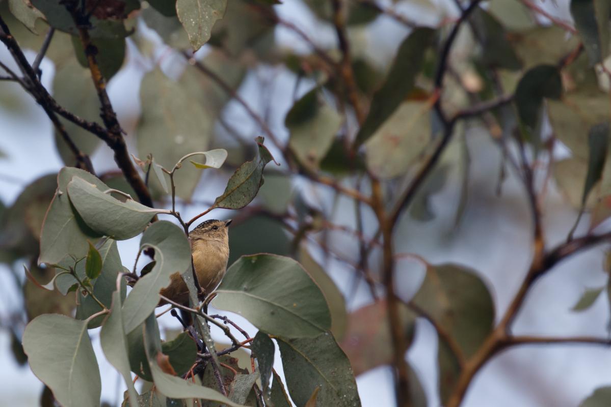 Spotted Pardalote (Pardalotus punctatus)