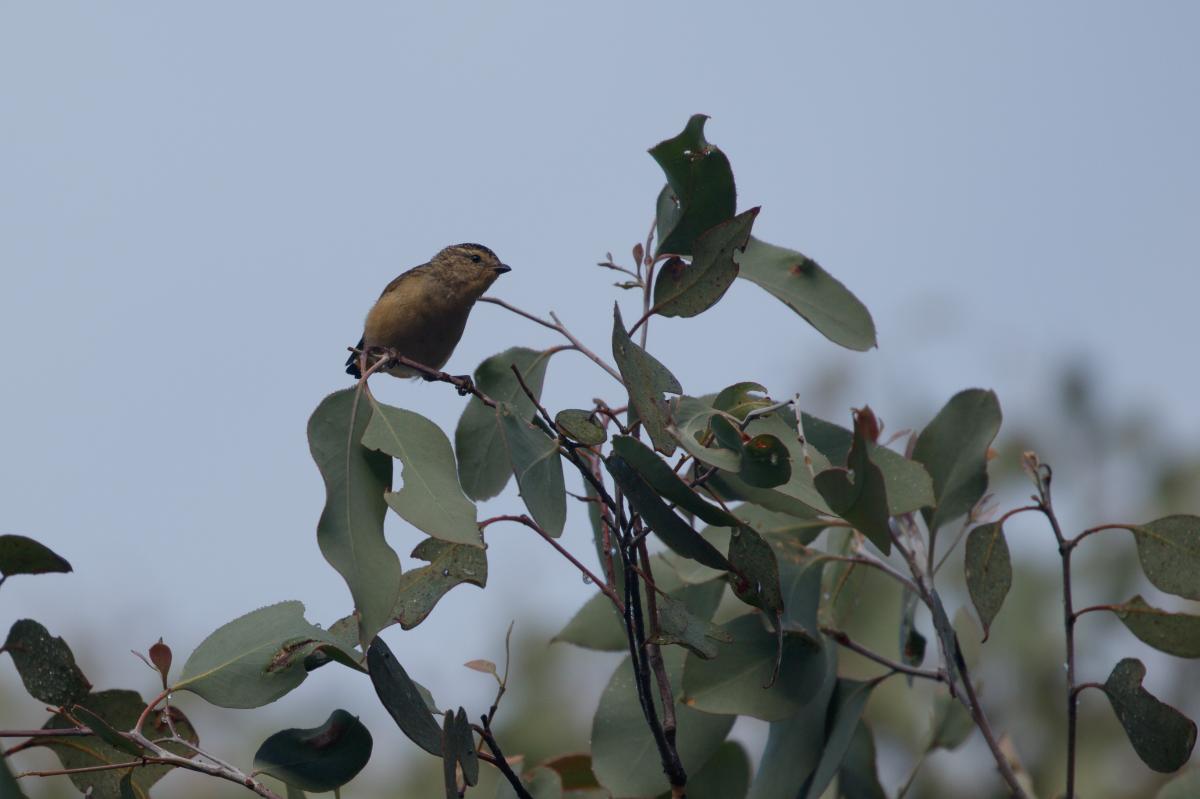 Spotted Pardalote (Pardalotus punctatus)