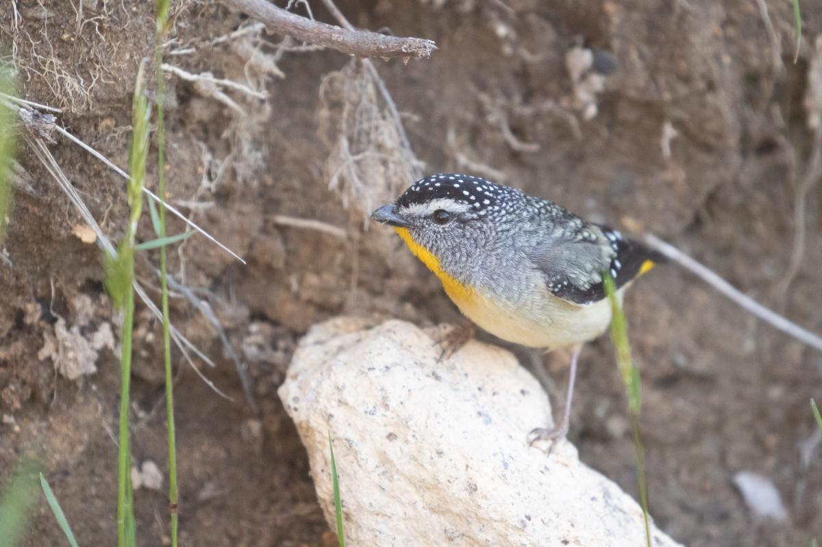 Spotted Pardalote (Pardalotus punctatus)