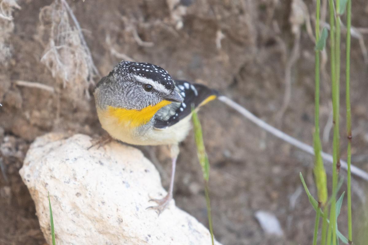 Spotted Pardalote (Pardalotus punctatus)