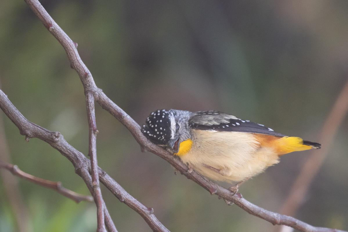 Spotted Pardalote (Pardalotus punctatus)