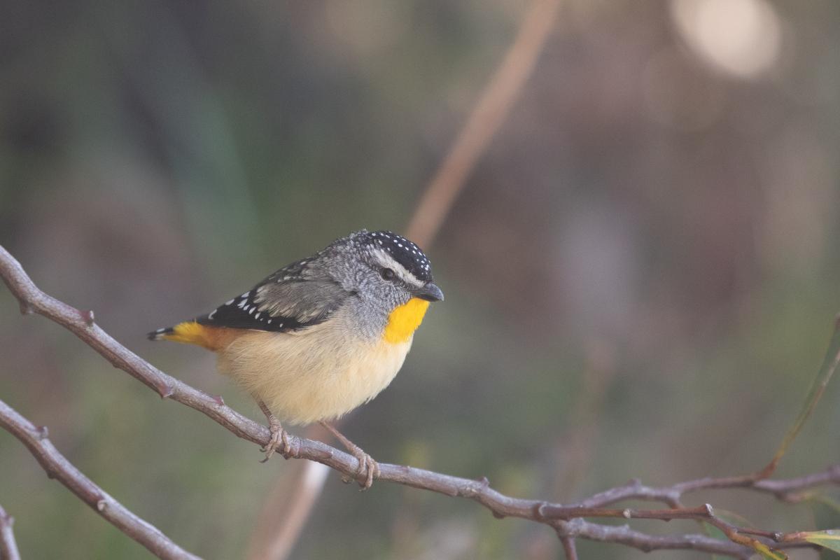 Spotted Pardalote (Pardalotus punctatus)