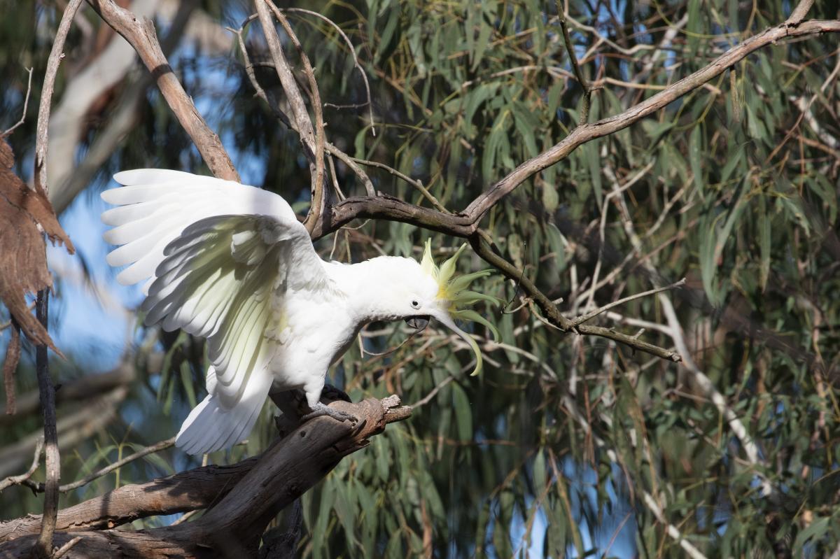 Sulphur-crested Cockatoo (Cacatua galerita)