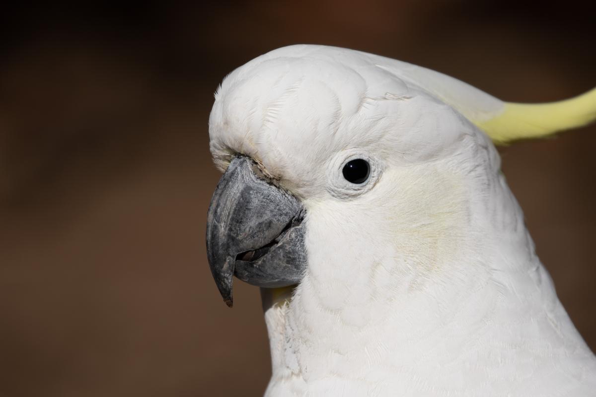 Sulphur-crested Cockatoo (Cacatua galerita)