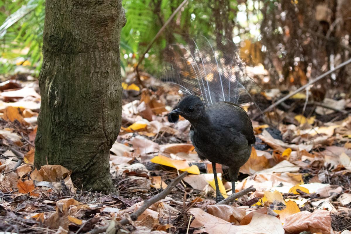 Superb Lyrebird (Menura novaehollandiae)