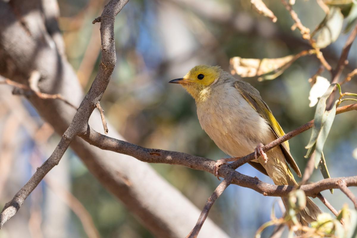 White-plumed Honeyeater (Lichenostomus penicillatus)