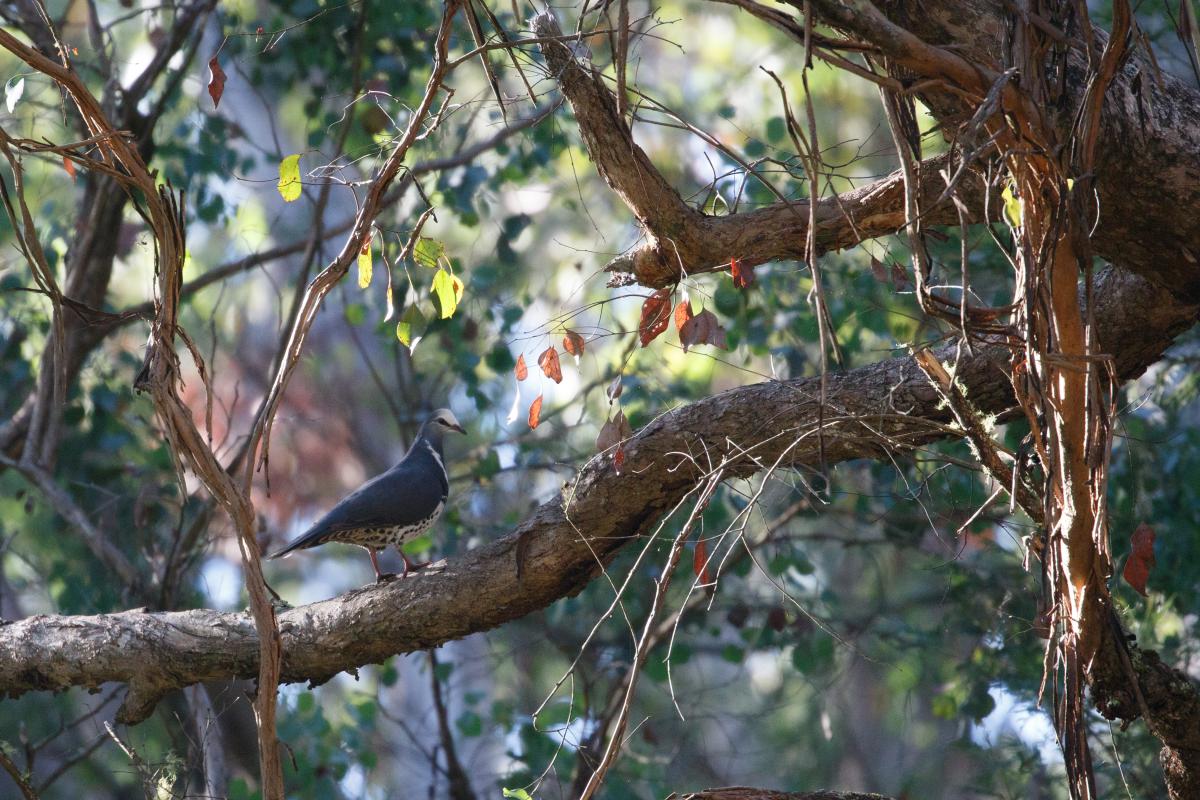 Wonga pigeon (Leucosarcia melanoleuca)