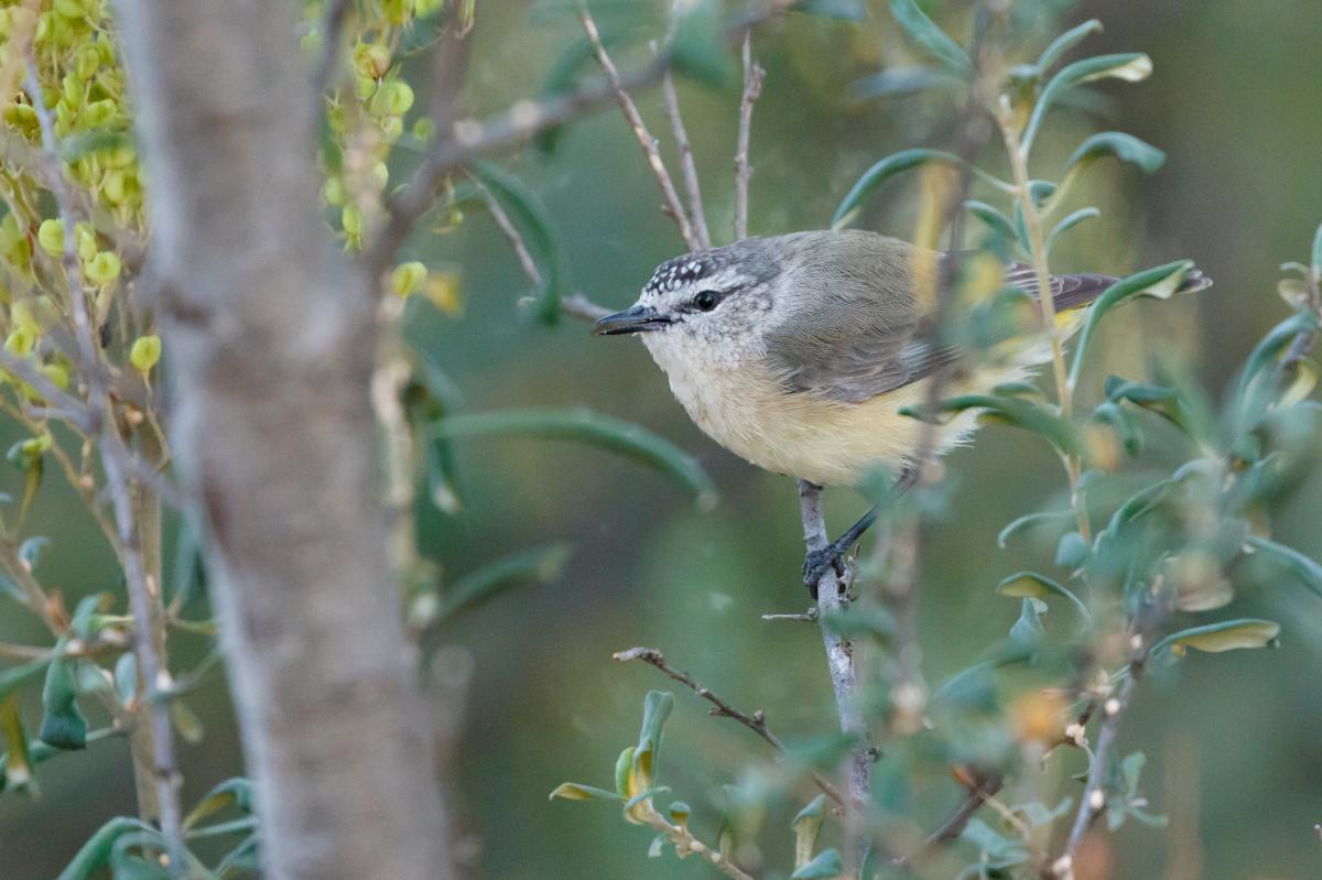 Yellow-rumped Thornbill (Acanthiza chrysorrhoa)