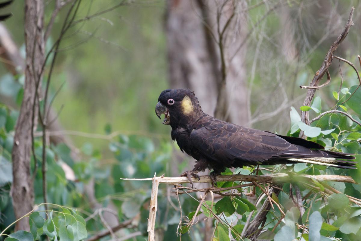 Yellow-tailed Black Cockatoo (Calyptorhynchus funereus)