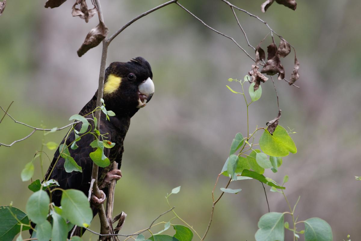 Yellow-tailed Black Cockatoo (Calyptorhynchus funereus)