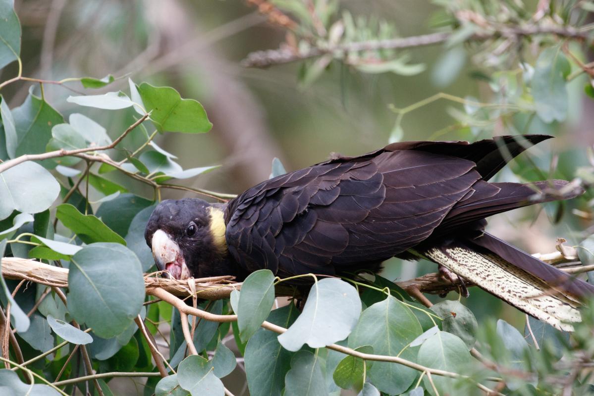 Yellow-tailed Black Cockatoo (Calyptorhynchus funereus)