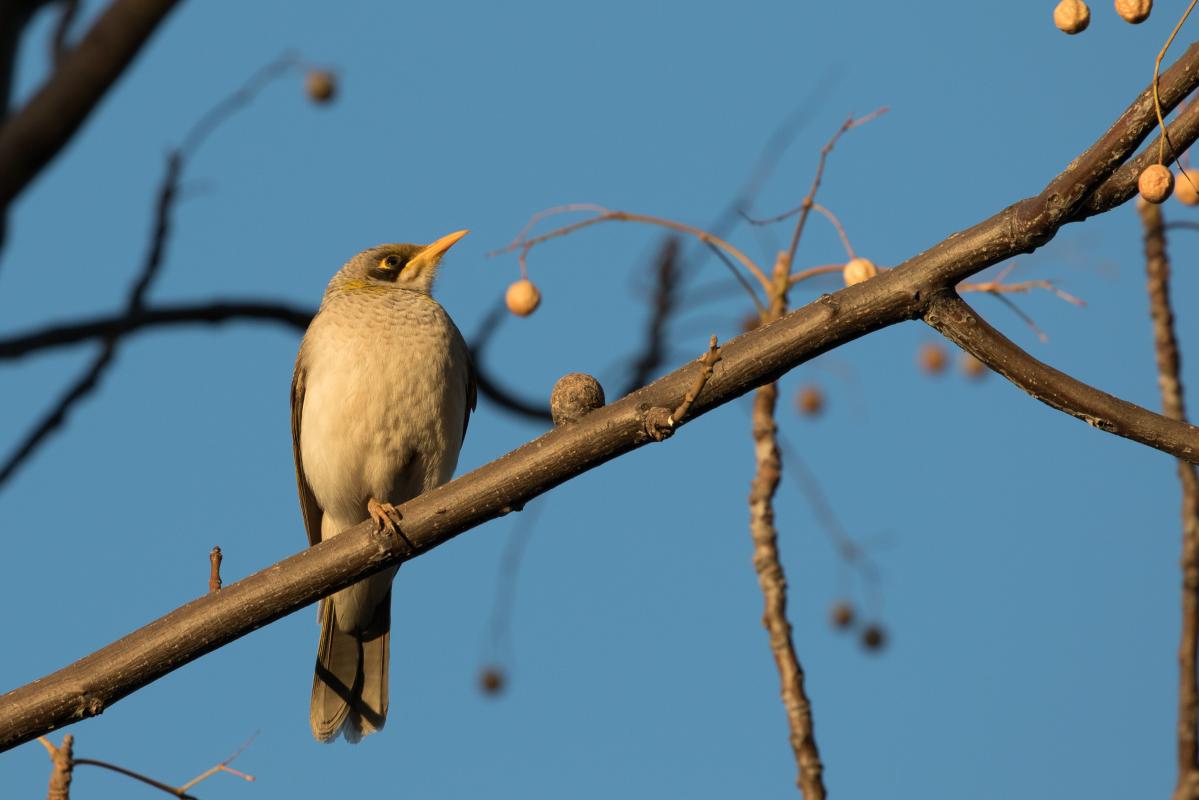 Yellow-throated Miner (Manorina flavigula)