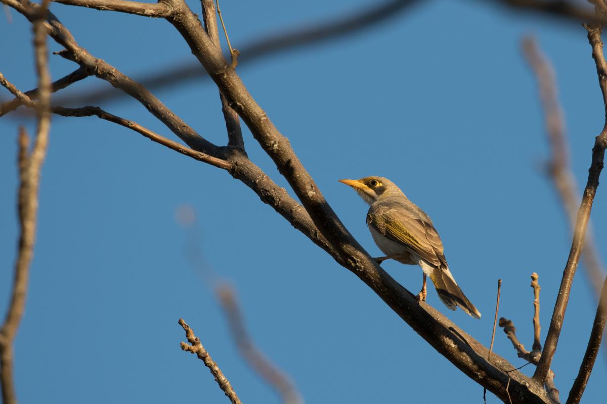 Yellow-throated Miner (Manorina flavigula)