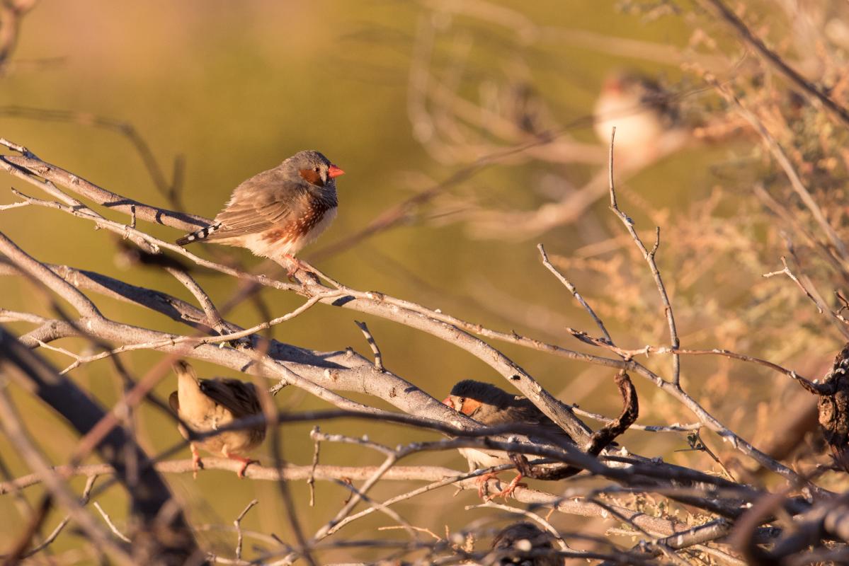 Zebra Finch (Taeniopygia guttata)