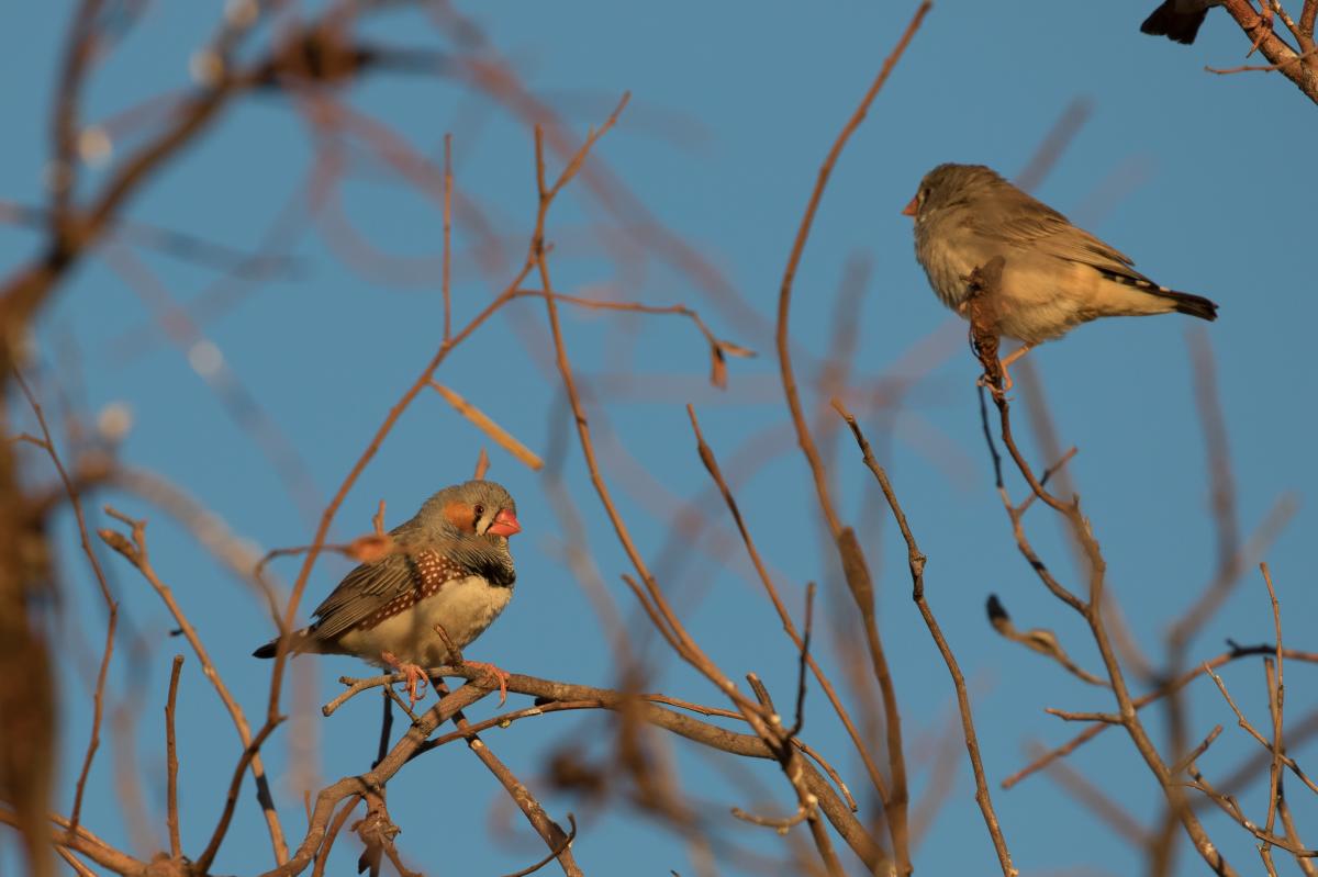 Zebra Finch (Taeniopygia guttata)