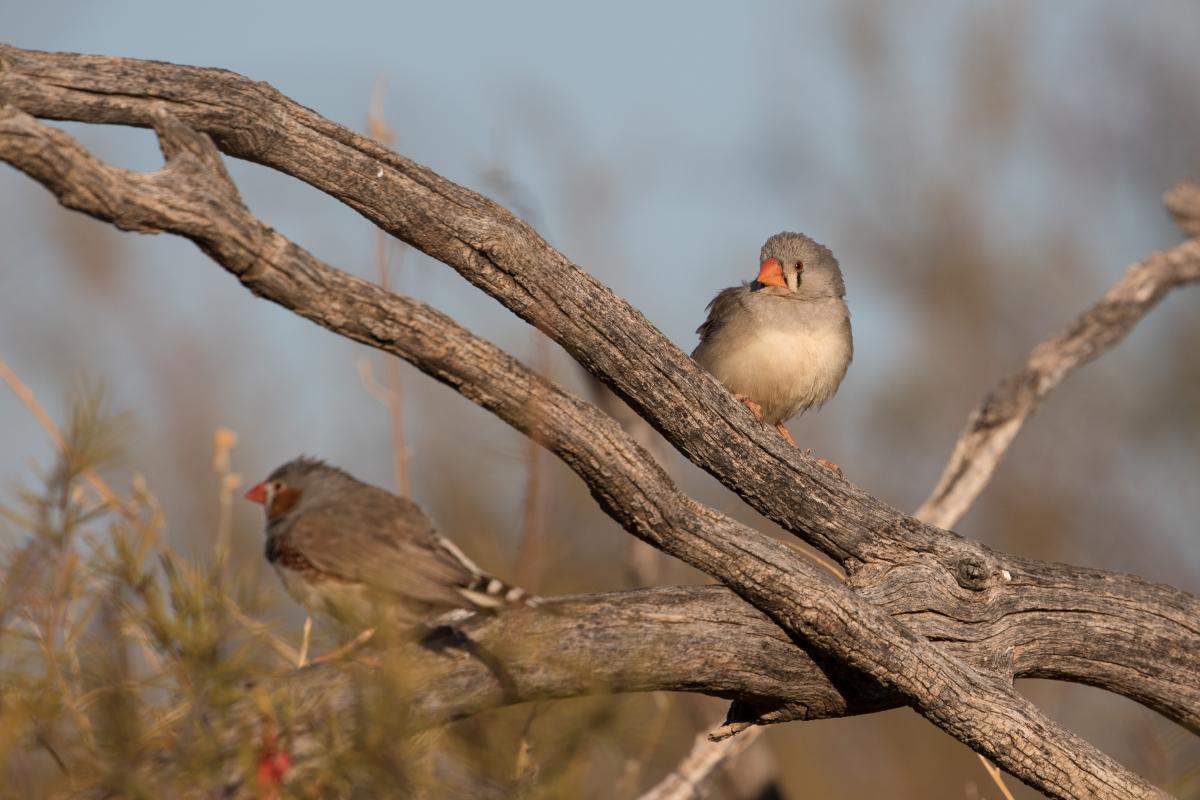 Zebra Finch (Taeniopygia guttata)