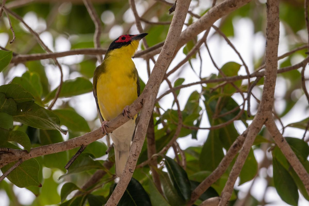 Australasian Figbird (Sphecotheres vieilloti)